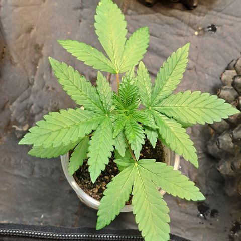 24K Tangie growlog timeline photo
