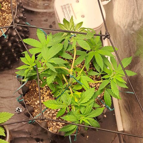 24K Tangie growlog timeline photo