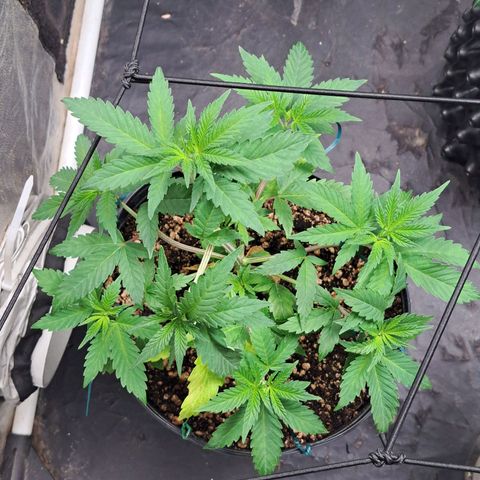 Genética desconhecida growlog timeline photo