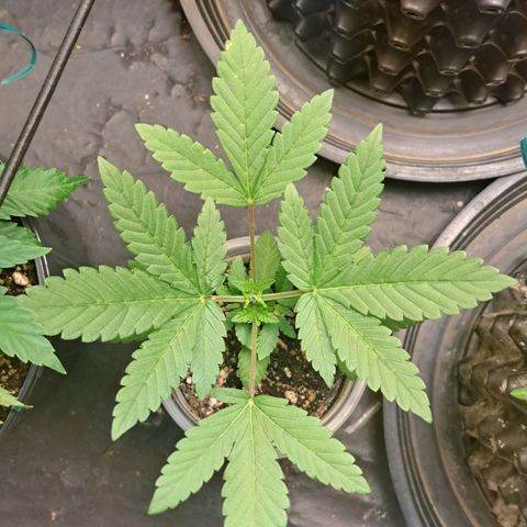 24K Tangie growlog timeline photo
