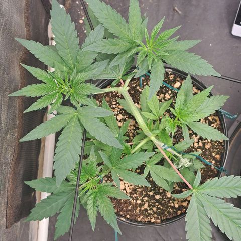24K Tangie growlog timeline photo