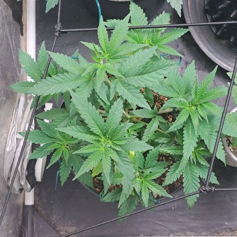 Genética desconhecida growlog timeline photo