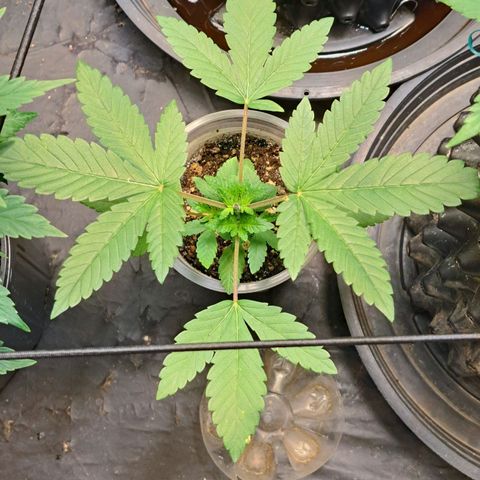24K Tangie growlog timeline photo