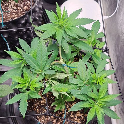24K Tangie growlog timeline photo