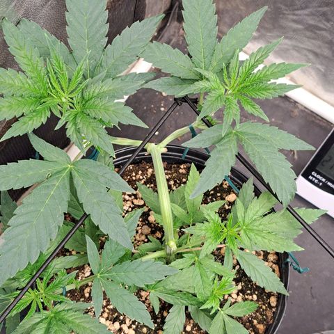 24K Tangie growlog timeline photo