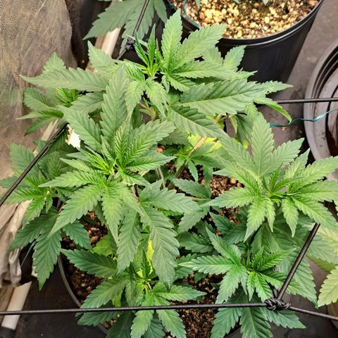 Genética desconhecida growlog timeline photo