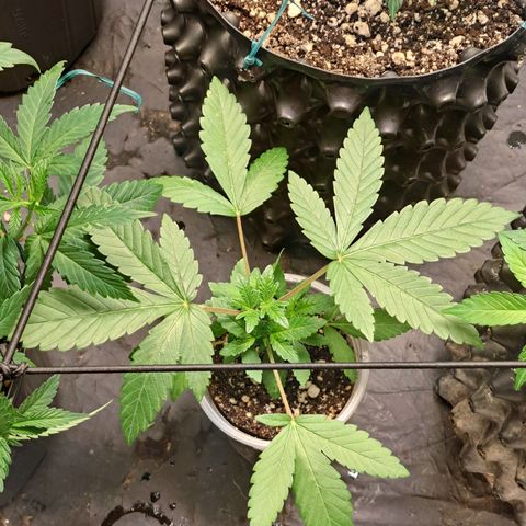 24K Tangie growlog timeline photo