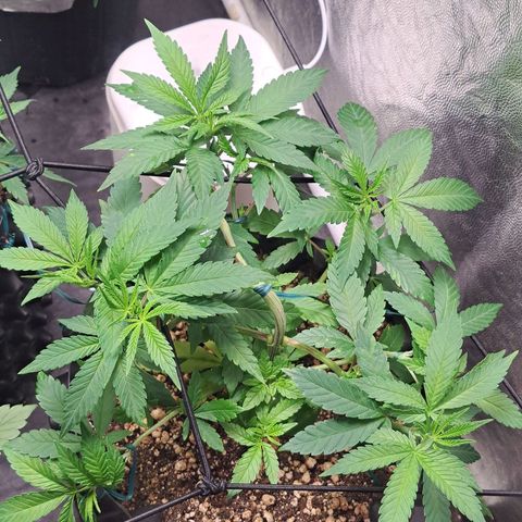 24K Tangie growlog timeline photo
