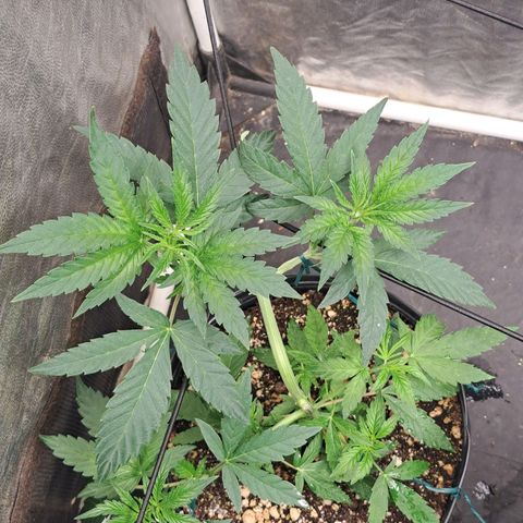 24K Tangie growlog timeline photo