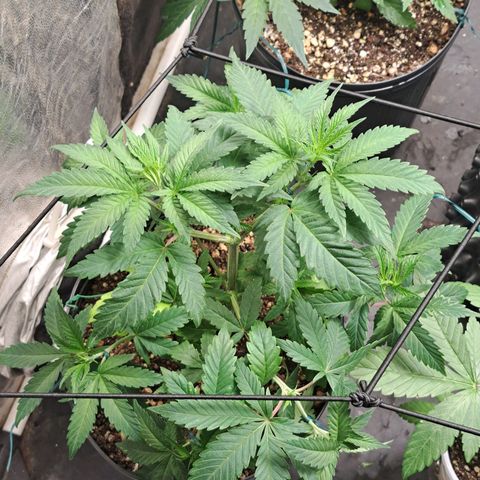 Genética desconhecida growlog timeline photo