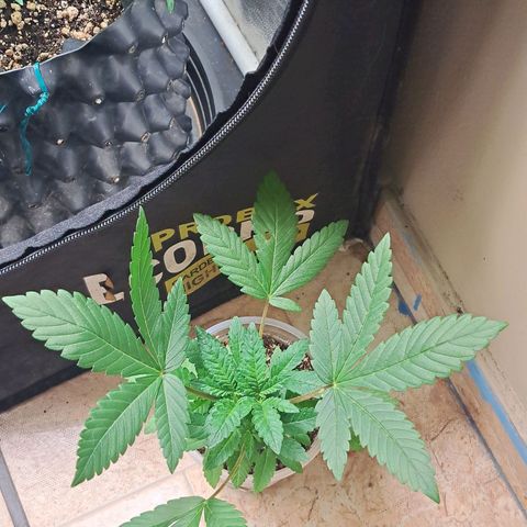 24K Tangie growlog timeline photo