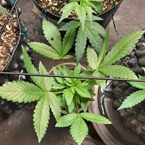 24K Tangie growlog timeline photo