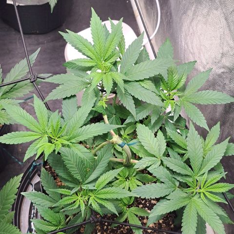 24K Tangie growlog timeline photo
