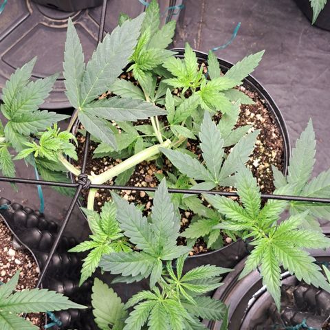 24K Tangie growlog timeline photo