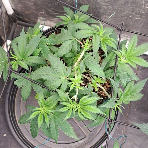 Genética desconhecida growlog timeline photo