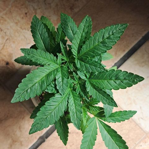 24K Tangie growlog timeline photo