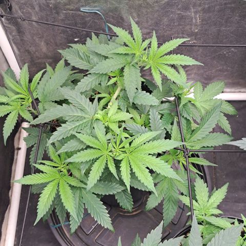 Genética desconhecida growlog timeline photo