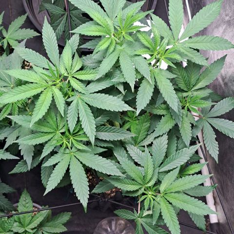 24K Tangie growlog timeline photo