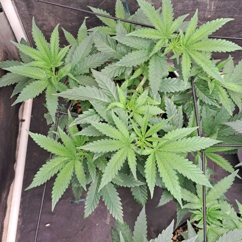 Genética desconhecida growlog timeline photo