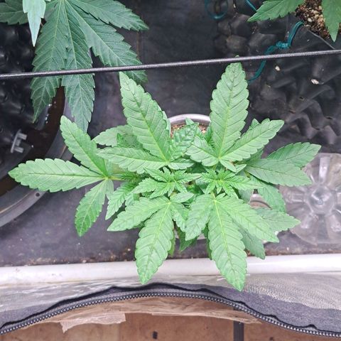 24K Tangie growlog timeline photo