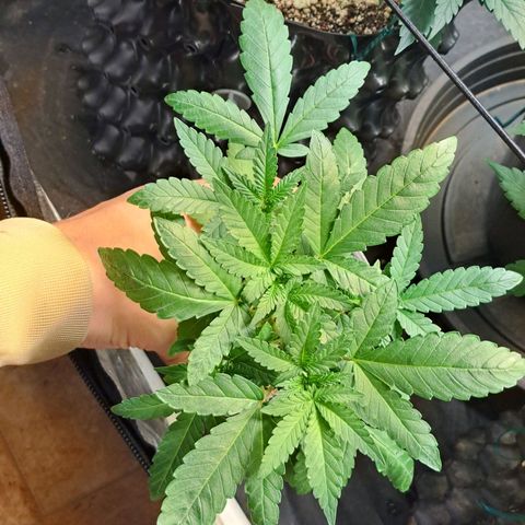 24K Tangie growlog timeline photo