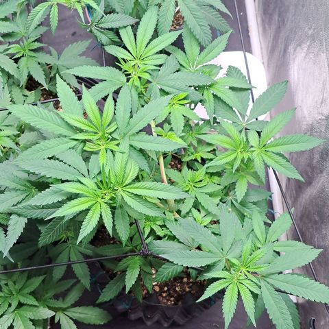 24K Tangie growlog timeline photo