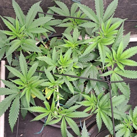 Genética desconhecida growlog timeline photo