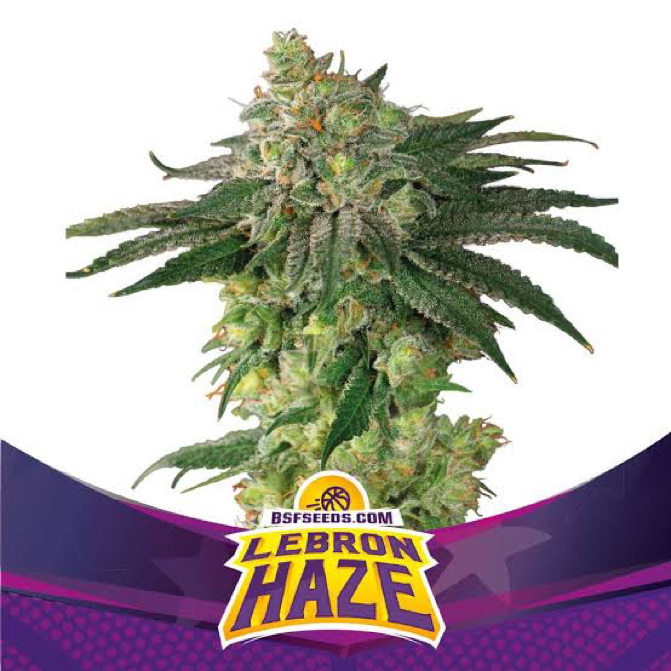 Lebron Haze growlog header