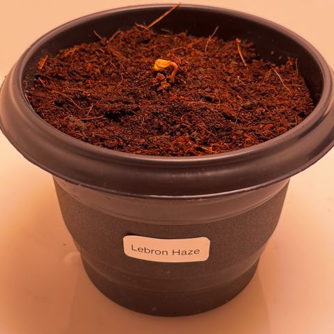 Lebron Haze growlog photo