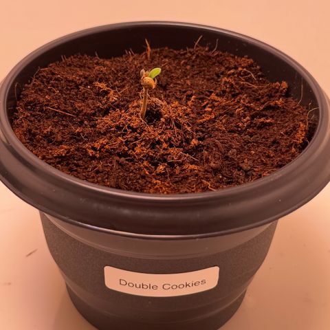 Double Cookies growlog timeline photo