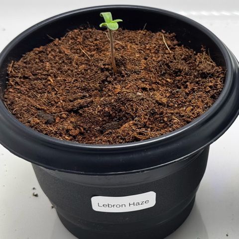 Lebron Haze growlog photo