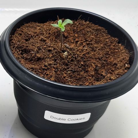 Double Cookies growlog timeline photo