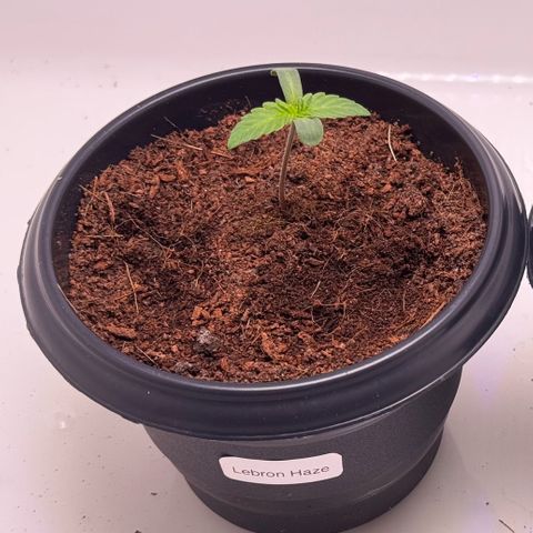 Lebron Haze growlog timeline photo