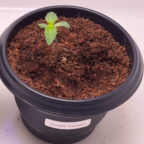 Double Cookies growlog timeline photo