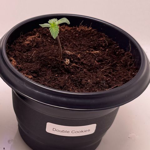 Double Cookies growlog timeline photo