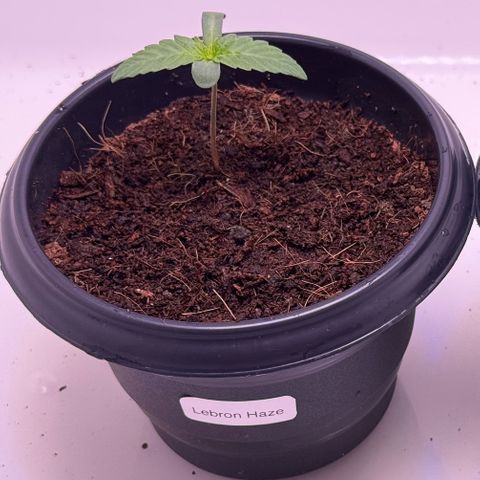 Lebron Haze growlog timeline photo
