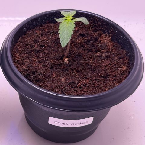 Double Cookies growlog timeline photo