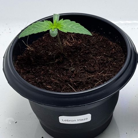Lebron Haze growlog timeline photo