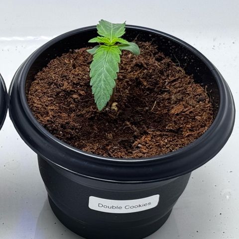 Double Cookies growlog timeline photo