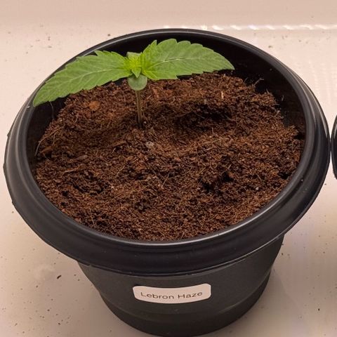 Lebron Haze growlog timeline photo