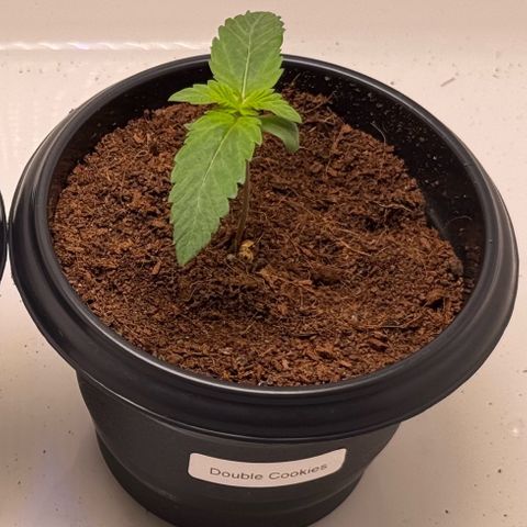 Double Cookies growlog timeline photo