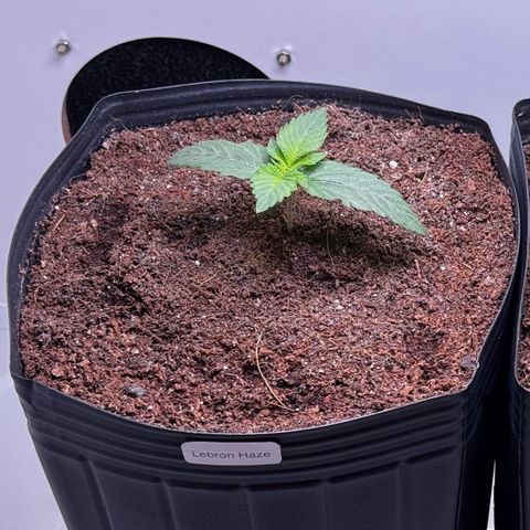 Lebron Haze growlog timeline photo
