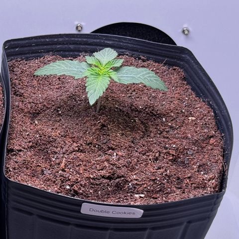 Double Cookies growlog timeline photo