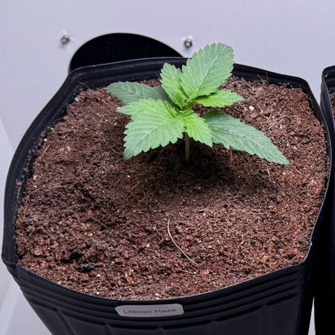 Lebron Haze growlog timeline photo