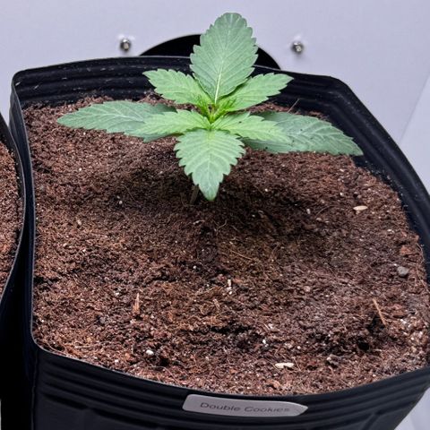 Double Cookies growlog timeline photo