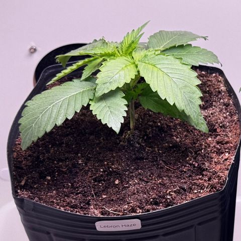 Lebron Haze growlog timeline photo