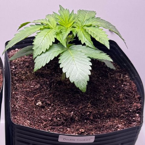 Double Cookies growlog timeline photo