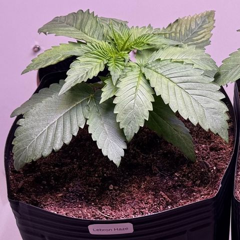 Lebron Haze growlog timeline photo