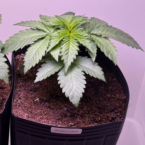 Double Cookies growlog timeline photo