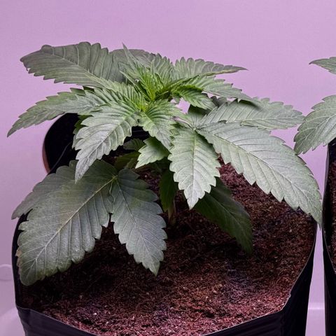 Lebron Haze growlog timeline photo
